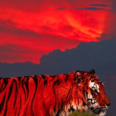Red tiger sunset