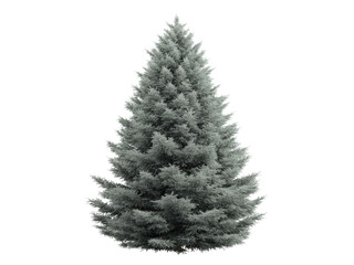Fototapeta premium Majestic silver spruce tree isolated on black background, Isolated On White Background, Png Transparent