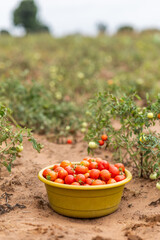 Bowl of freshly picked tomatoes in a Ghana farm.