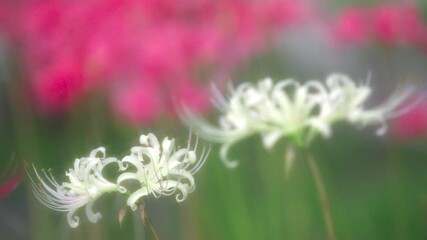 Tokyo,Japan - September 27, 2025: red spider lily  and white spider lily
