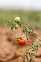 Agriculture in Africa, Ripe red tomato hangs on a vine in a farm.