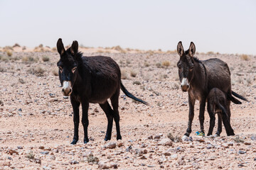 A family of black donkeys are standing looking at the camera, while the little donkey is sucking milk from the mother. They are in the desert and it looks windy because of the dust around them.