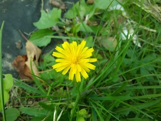 The flower of the bristly kulbaba, representing the concepts of medicinal plants and phytopharmaceuticals