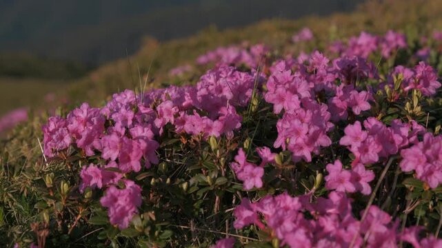 Close up of blooming rhododendrons (Rhododendron kotschyi) at sunset on mountain slopes in Romania, with forested valleys in the background