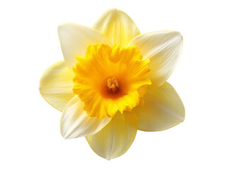 Fototapeta premium Single yellow daffodil flower isolated on black background, Isolated On White Background, Png Transparent