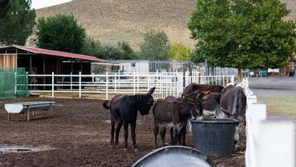 Fotobehang Ezel Several donkeys of the same breed are grouped together in a side yard of their farm while drinking water from a bucket provided for that purpose. Wide image of the farm yard set aside for them.  © sonia