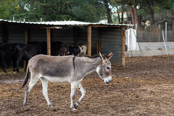 A donkey walks quietly in the pasture of his farm. In the background, several donkeys stand under a metal roof, sheltering from the sun.