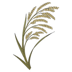 A close-up view of a mature rice plant panicle, with golden-yellow rice grains hanging densely on curved, slender stalks. The grains are fully developed and slightly husked, indicating readiness for h