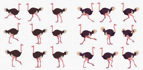 Cartoon ostriches in various walking and running poses, illustrating different animation frames for movement.