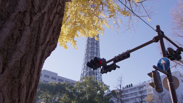 大きな木越しに見る横断歩道と赤信号