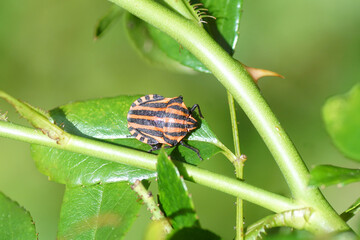Closeup striped bug, Graphosoma italicum on a leaf of a rose bush. Netherlands, September