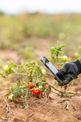 Fototapeta premium African smart farming technology in agriculture. Woman farmer inspects tomato plants with smartphone in field for Crop health assessment.
