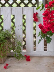 red roses on a fence
