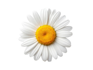 Single white daisy flower isolated on black background, Isolated On White Background, Png Transparent