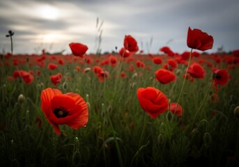Red poppy field landscape