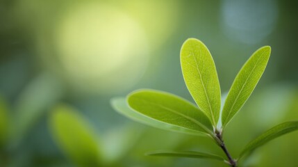 Fototapeta premium blueberry. Close-up of lush green blueberry leaves with vibrant natural tones and a softly blurred background. gardening catalogs, home-decor guides, designed for home decor and floral branding.