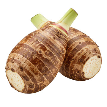 Two fresh taro roots isolated on transparent background