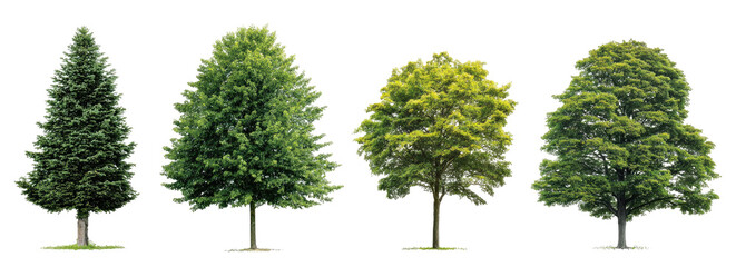 Four trees of varying shapes and shades of green