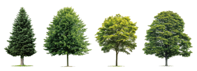 Four trees of varying shapes and shades of green