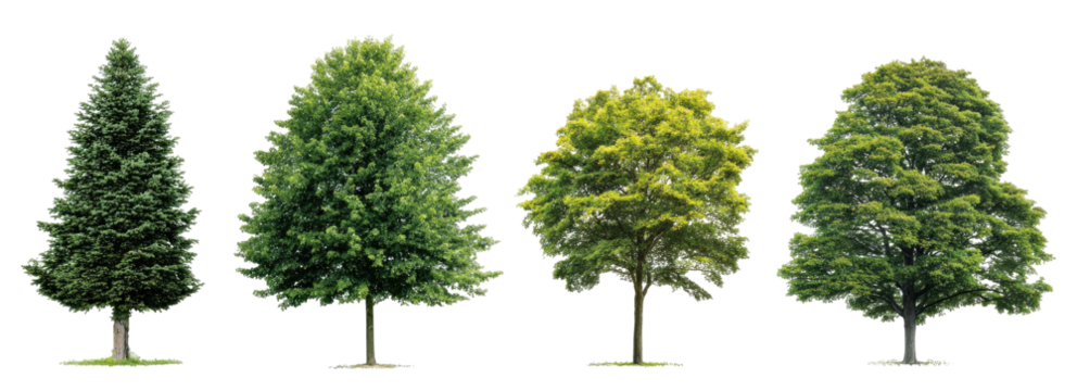 Four trees of varying shapes and shades of green
