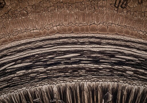 Hyper detailed depiction of sunflower seed coat with multilayered testa and tegmen showing thick cuticular layers and cellular protective structures