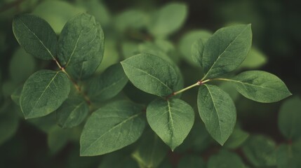 Fototapeta premium blueberry. Close-up of lush green blueberry leaves with vibrant natural tones and a softly blurred background. gardening catalogs, home-decor guides, designed for home decor and floral branding.