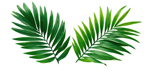 Two vibrant green palm fronds against a black background