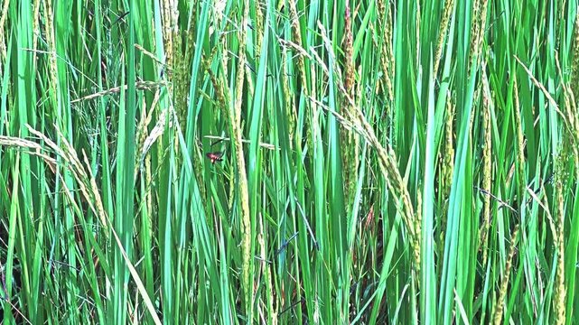 bees and Rice Field  Jasmine Rice Organic Agriculture Farm Raw Food.