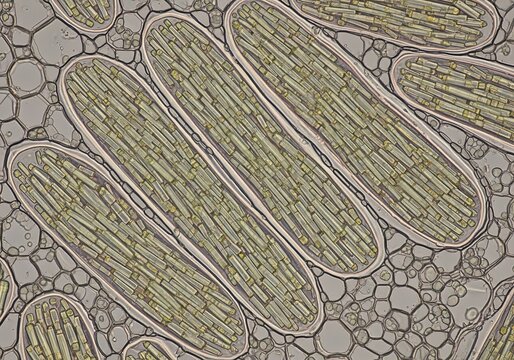 Hyper-realistic microscopic view of raphide bundles aligned inside idioblasts, needle-like crystals preserved in sharp fragile clarity