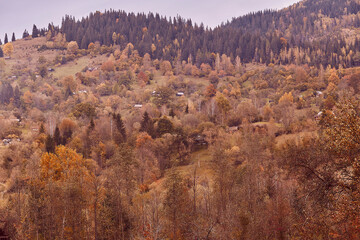 Scenic autumn forest in Carpathian mountains