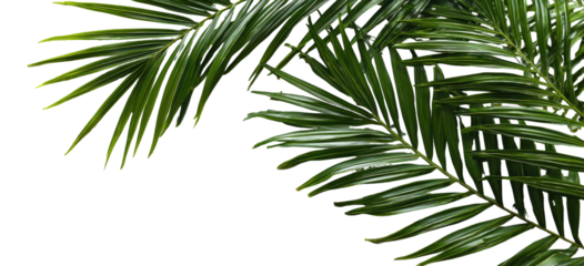 Tropical palm fronds against a dark background