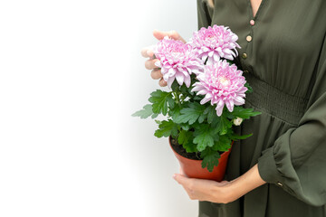 Pink chrysanthemums in terracotta pot with woman’s hand gently touching blossoms, symbol of tenderness and care