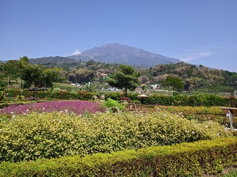 Vineyard in Refugia Flower Garden at Lawu Mountain