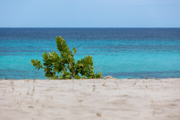 Scenic view of a tropical beach, white sand, green vegetation and an amazing turquoise streaked sea. Paradise on earth, peaceful, nobody around. Luxury vacation concept. Copy space. 