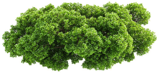 Lush green tree canopy