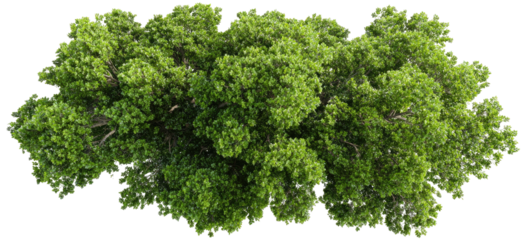 Lush green tree canopy (1)