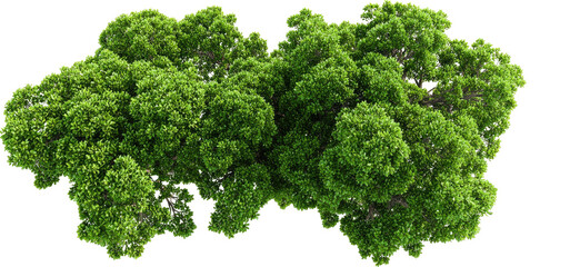 Lush green tree canopy (2)