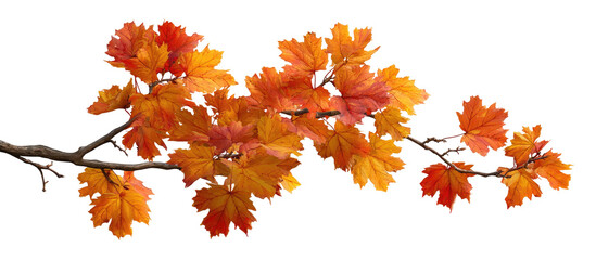 Autumn leaves on a branch
