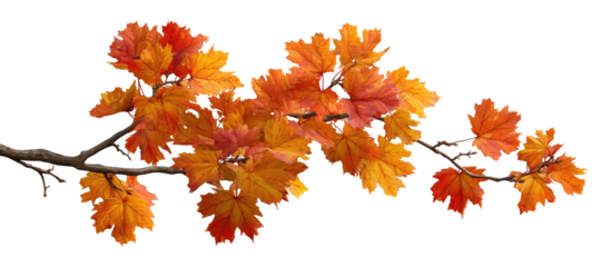Autumn leaves on a branch