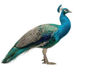 Obraz premium Peacock profile against black background (1)