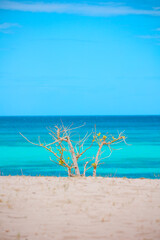 Beautiful, deserted Caribbean beach near the border with Haiti. Tranquil, crystal clear, turquoise Caribbean sea. Peaceful vacation, nobody. Contrast with bush branches in the foreground. Copy space. 