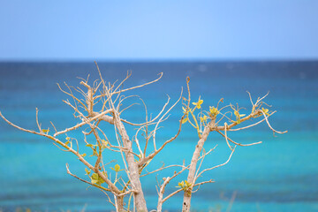Beautiful, deserted Caribbean beach near the border with Haiti. Tranquil, crystal clear, turquoise Caribbean sea. Peaceful vacation, nobody. Contrast with bush branches in the foreground. Copy space. 