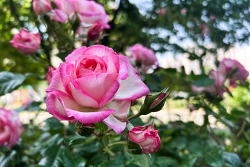 Beautiful pink and white roses bloom in a sunny garden during springtime