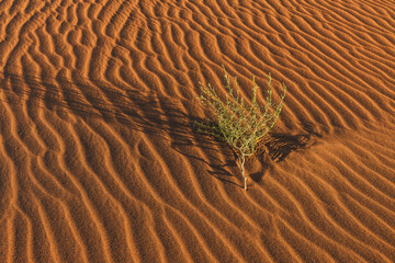 Golden dunes of the Sahara Desert in Morocco at sunset – scenic sand landscape with waves of dunes and dramatic light in North Africa
