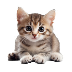 Full body cute non-pedigree cat sitting and looking into camera, isolate on transparent white background