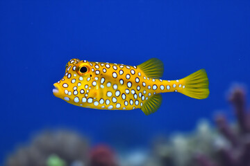 Vibrant yellow boxfish swimming among colorful coral reefs.