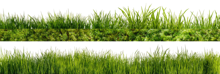 Two layers of dense green grasses