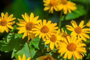 Yellow daisies grow in the meadow in summer
