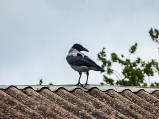 Alert Hooded Crow Perched Against Cloudy Sky