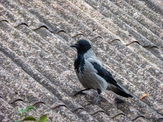 Hooded Crow Standing on Textured Slate Rooftop